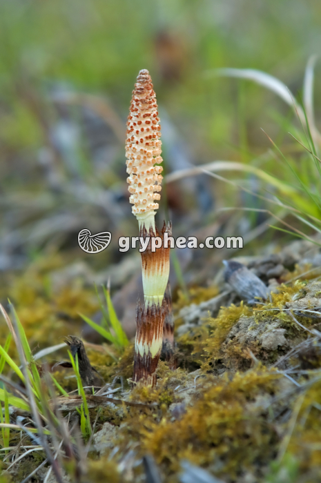 Grande Prêle - Epi sporifère sur tige fertile isolée (Equisetum telmateia) - gryphea.com